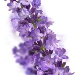 Goedkoop β Kneipp Relaxing - Douche Scrub ???? 11 Goedkoop β Kneipp Relaxing - Douche Scrub ???? -Weleda Shop 495x840