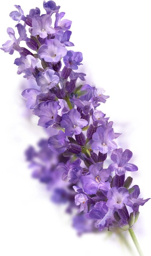 Goedkoop β Kneipp Relaxing - Douche Scrub ???? 6 Goedkoop β Kneipp Relaxing - Douche Scrub ???? - Afbeelding 6