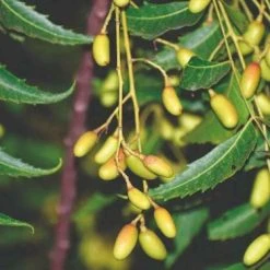 Coupon ???? TDL Nederland Neemolie 1 Liter - Biologische Neem Olie - Koudgeperst - Azadirachta Indica - Gerecyclede Verpakking ???? 5 Coupon ???? TDL Nederland Neemolie 1 Liter - Biologische Neem Olie - Koudgeperst - Azadirachta Indica - Gerecyclede Verpakking ???? -Weleda Shop 550x366 11