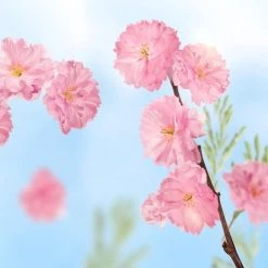 Uitgang ???? Kneipp Favourite Time - Badkristallen ???? 15 Uitgang ???? Kneipp Favourite Time - Badkristallen ???? -Weleda Shop 550x550 32